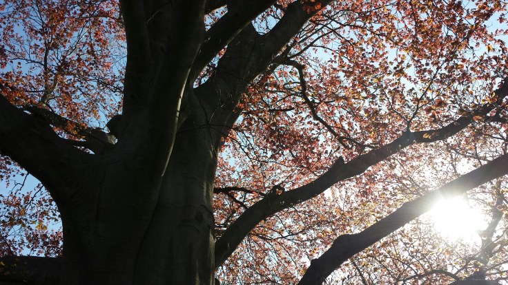 "There is a right way to do something and a wrong way. Sometimes, we feel as if we know the best way to do things when the correct way is the best way. " - Noah Chace